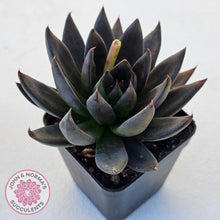 Load image into Gallery viewer, Echeveria 'Black Knight' - John & Norma's Succulents Australia