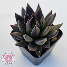 Load image into Gallery viewer, Echeveria 'Black Knight' - John & Norma's Succulents Australia