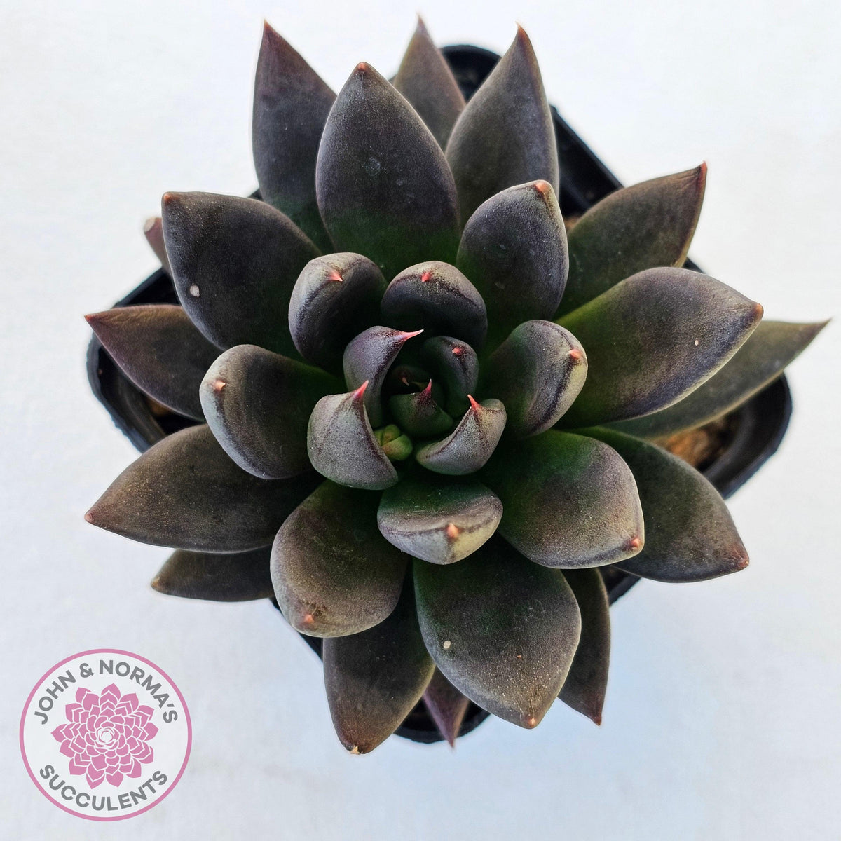 Echeveria 'Black Knight'
