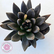 Load image into Gallery viewer, Echeveria 'Black Knight' - John & Norma's Succulents Australia