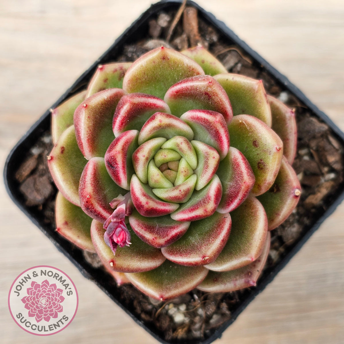 Echeveria 'Black Rose'