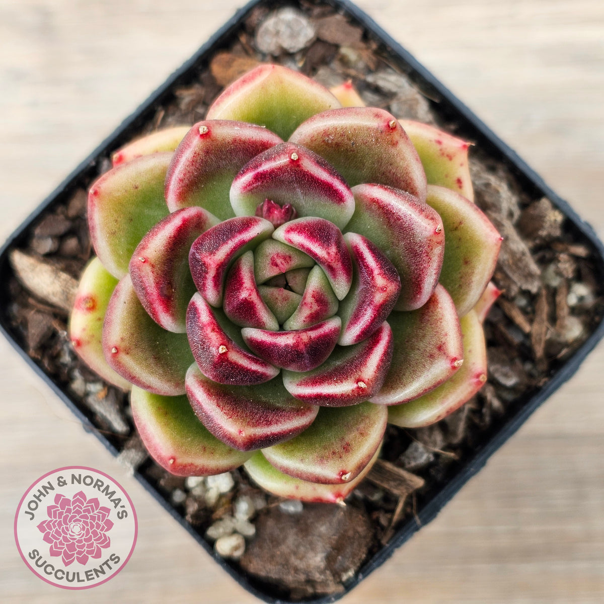 Echeveria 'Black Rose'