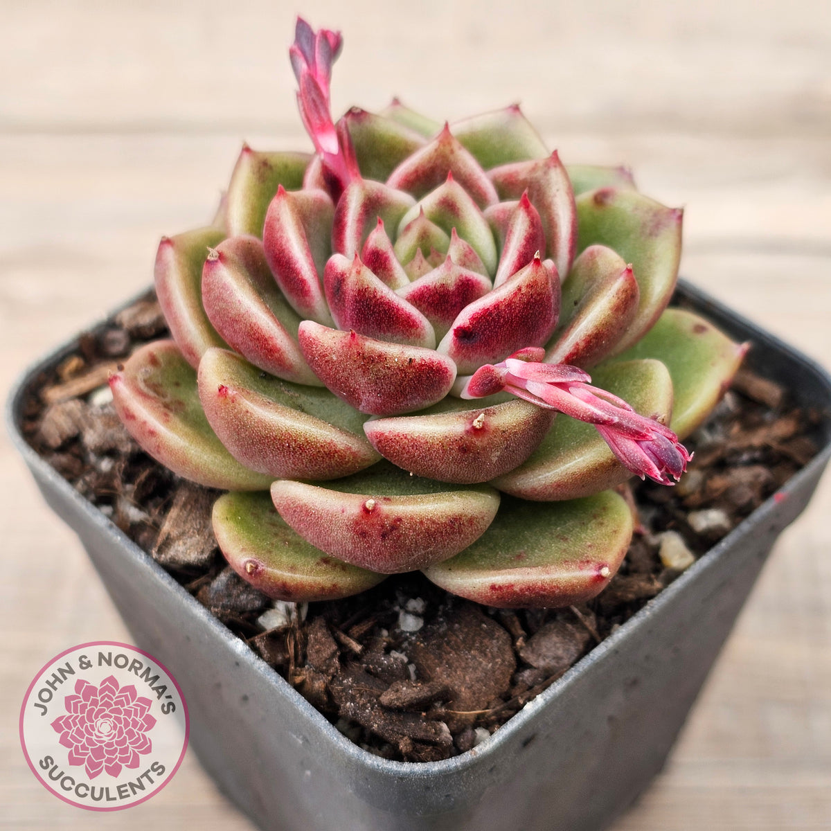 Echeveria 'Black Rose'