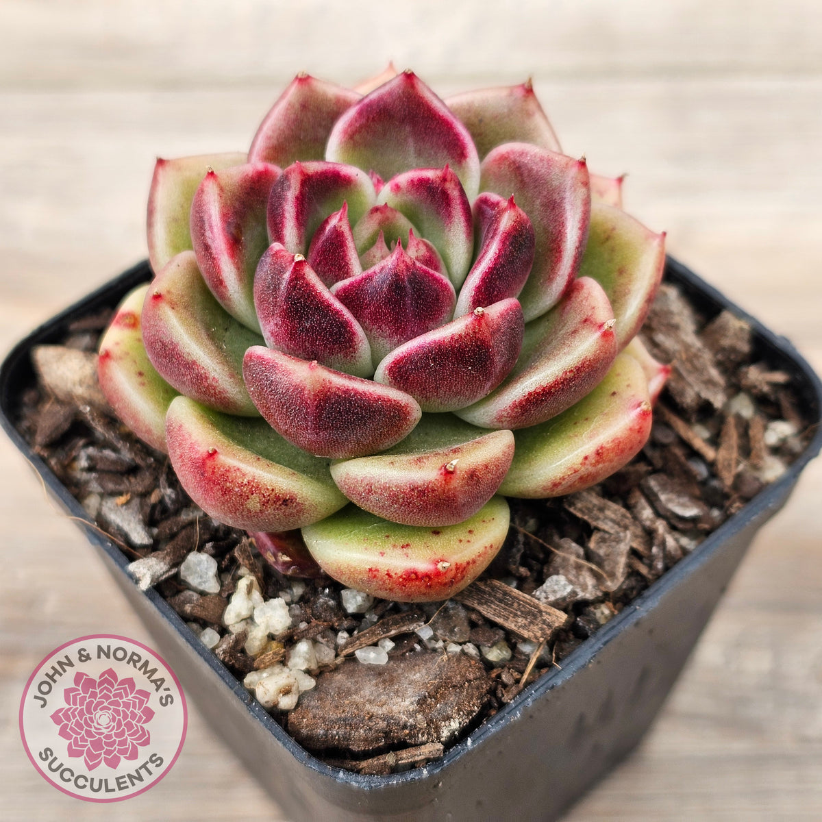 Echeveria 'Black Rose'