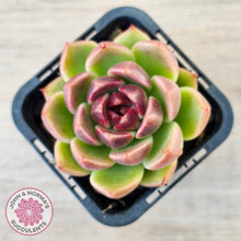 Load image into Gallery viewer, Echeveria 'Black Rose'