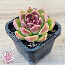 Load image into Gallery viewer, Echeveria 'Black Rose'