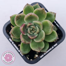 Load image into Gallery viewer, Echeveria 'Black Rose'