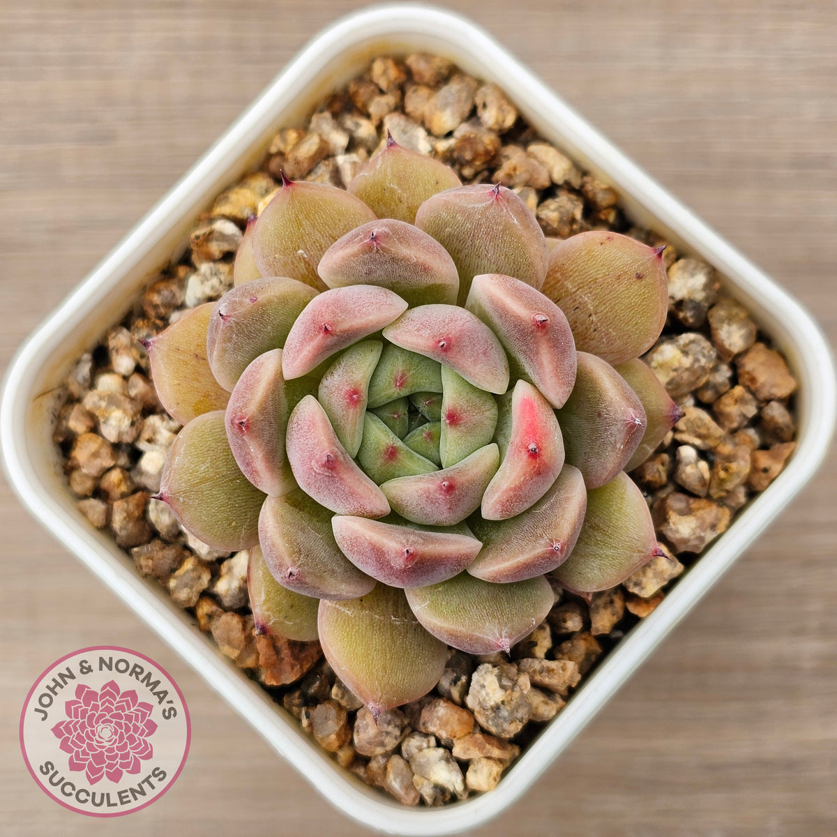 Echeveria 'Black Soul' aka 'Cindy'