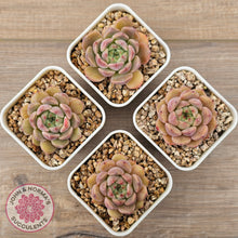 Load image into Gallery viewer, Echeveria 'Black Soul' aka 'Cindy'