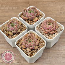 Load image into Gallery viewer, Echeveria 'Black Soul' aka 'Cindy'