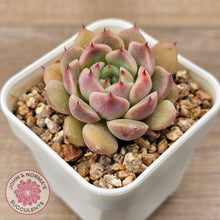 Load image into Gallery viewer, Echeveria 'Black Soul' aka 'Cindy'