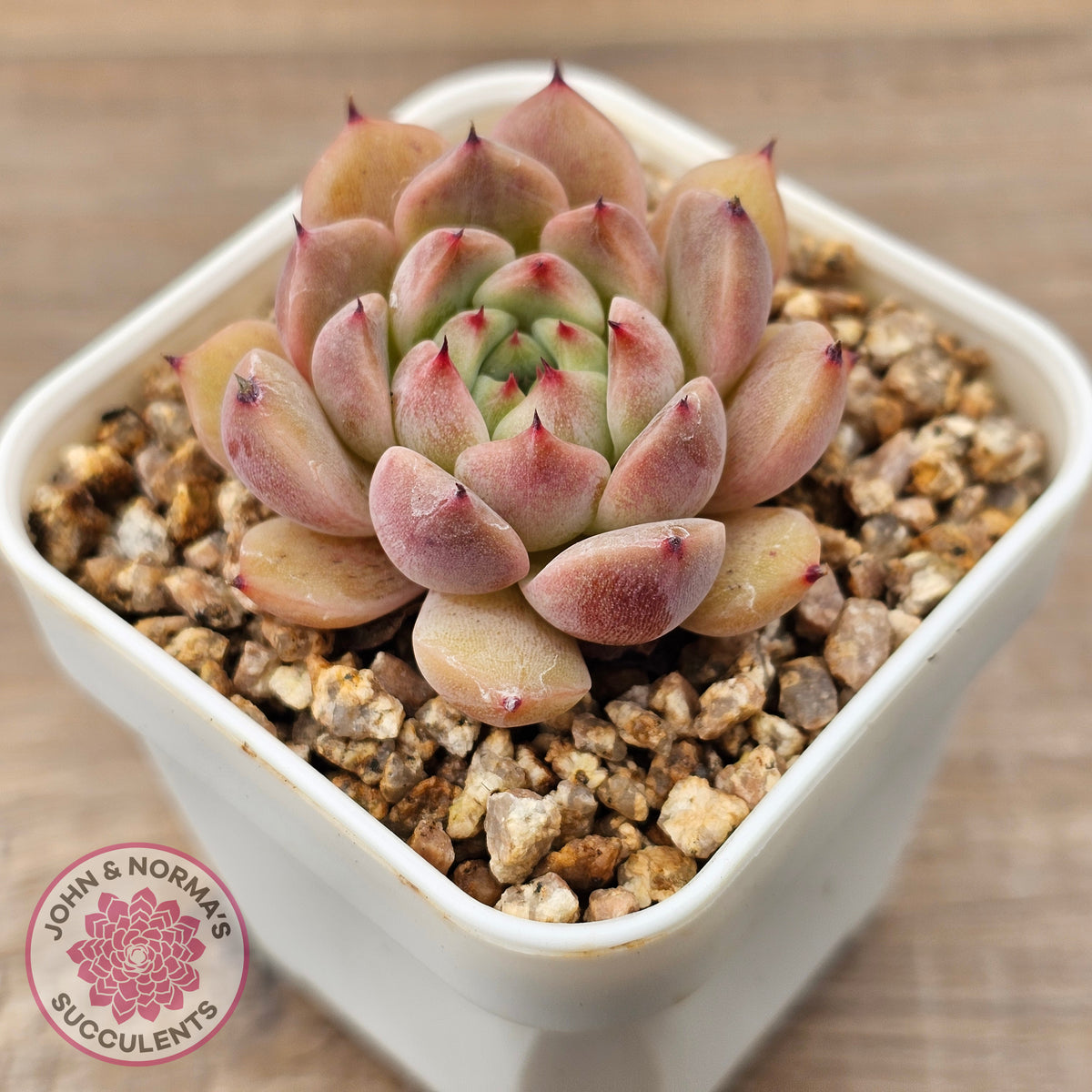 Echeveria 'Black Soul' aka 'Cindy'