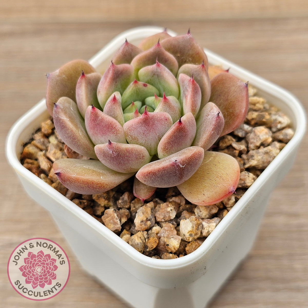 Echeveria 'Black Soul' aka 'Cindy'