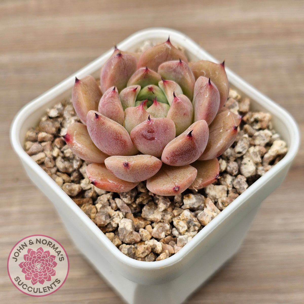 Echeveria 'Black Soul' aka 'Cindy'