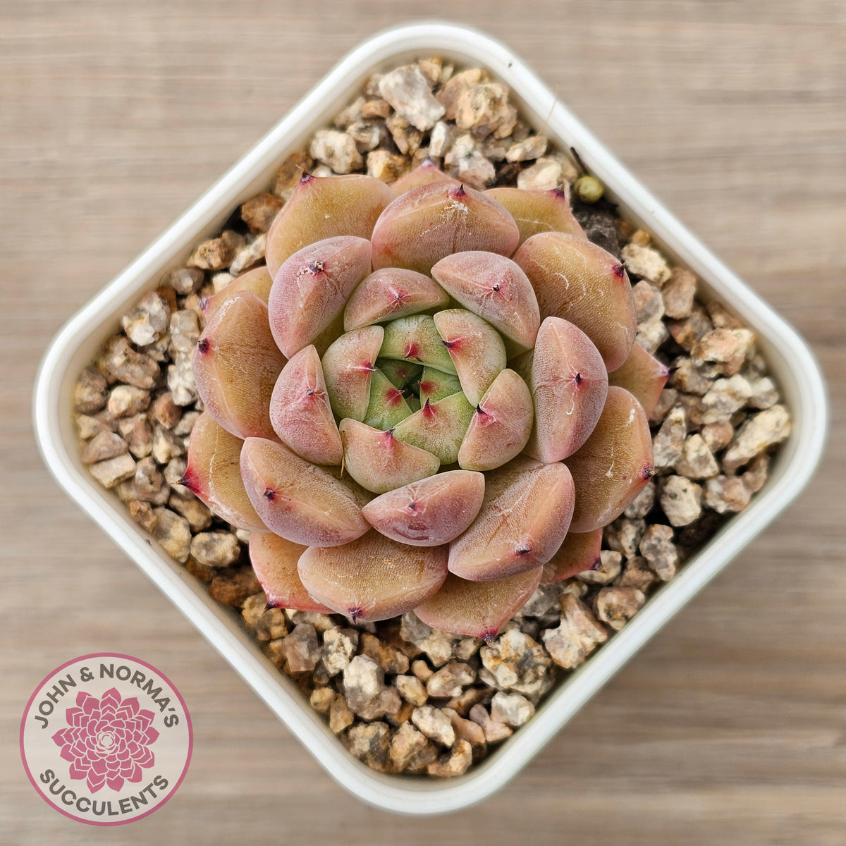 Echeveria 'Black Soul' aka 'Cindy'