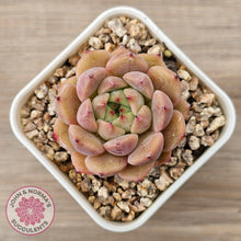 Load image into Gallery viewer, Echeveria 'Black Soul' aka 'Cindy'