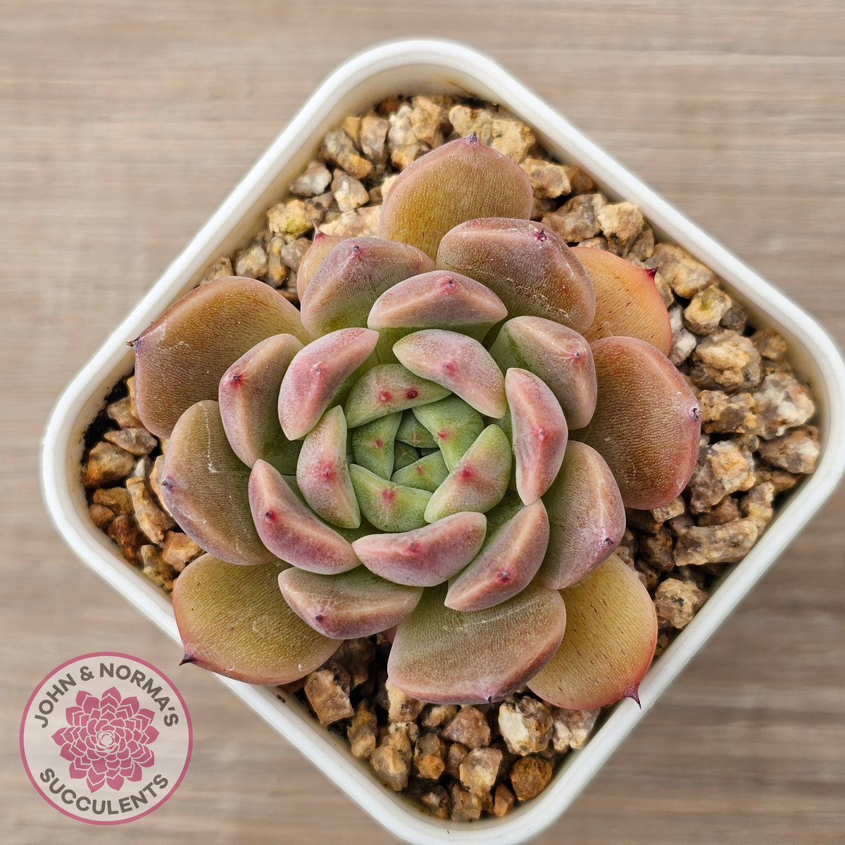 Echeveria 'Black Soul' aka 'Cindy'