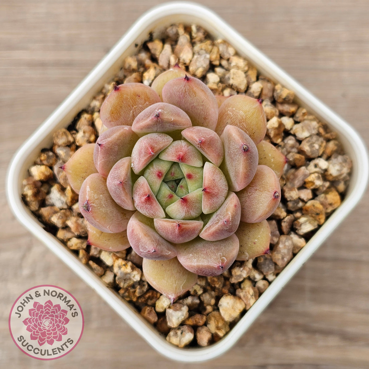 Echeveria 'Black Soul' aka 'Cindy'