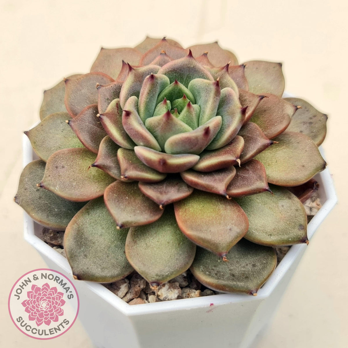 Echeveria 'Black Soul' aka 'Cindy'