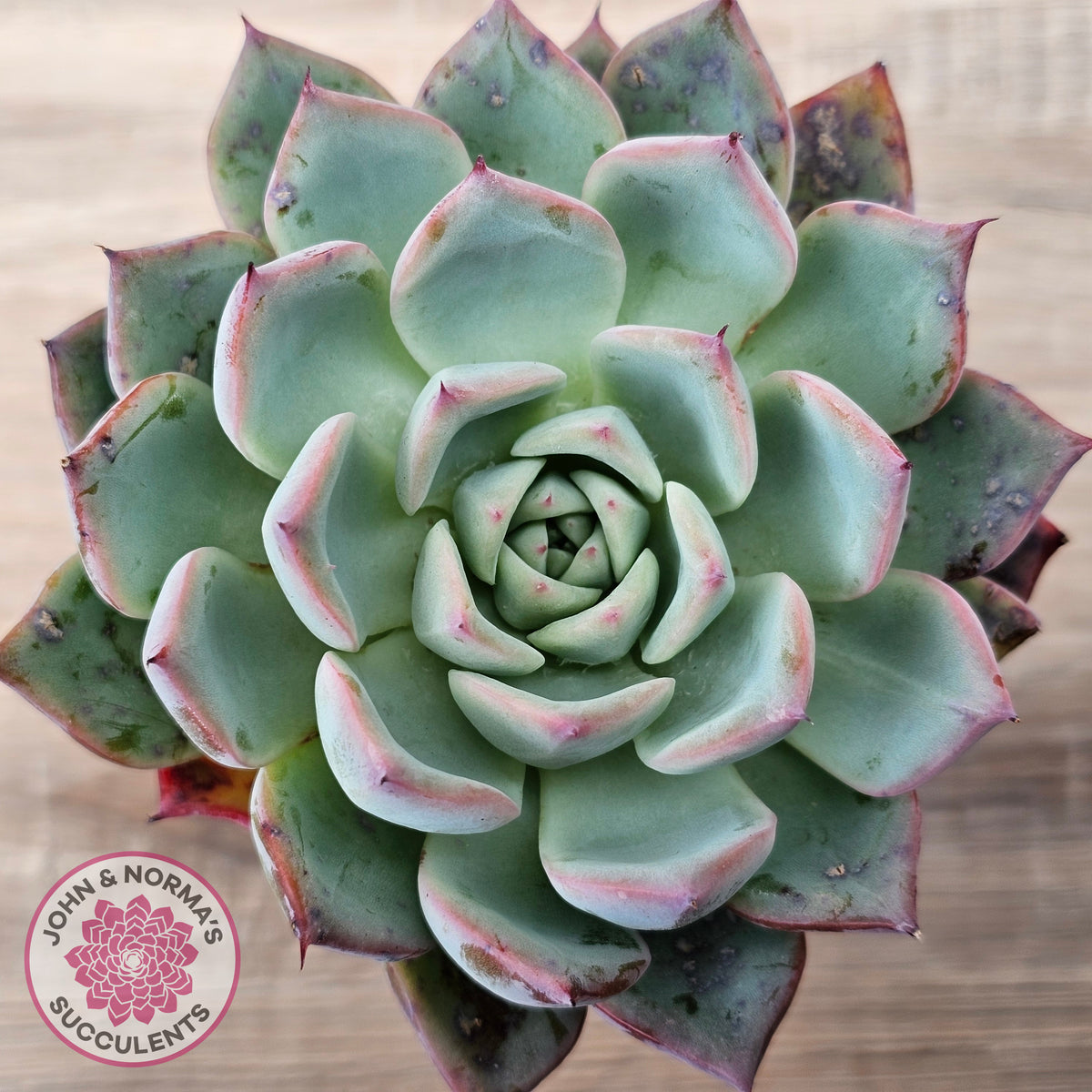 Echeveria 'Black Swan'