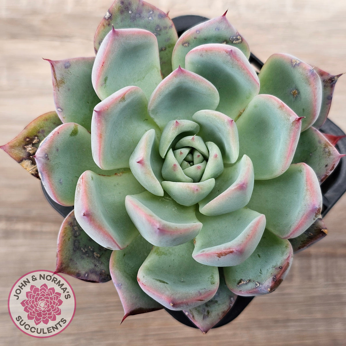 Echeveria 'Black Swan'