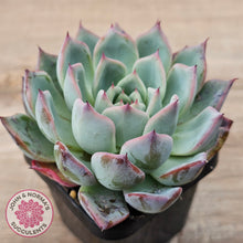 Load image into Gallery viewer, Echeveria 'Black Swan'