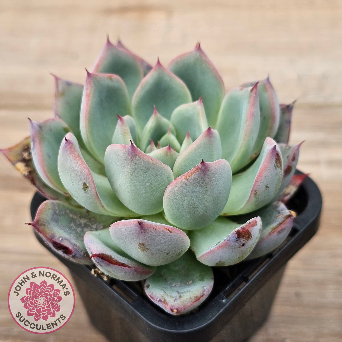 Echeveria 'Black Swan'