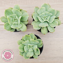 Load image into Gallery viewer, Echeveria Blade Runner