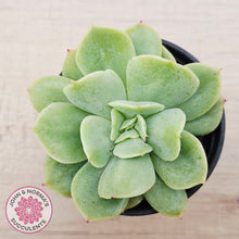 Load image into Gallery viewer, Echeveria Blade Runner