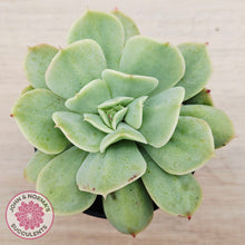 Load image into Gallery viewer, Echeveria Blade Runner