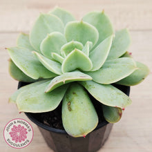 Load image into Gallery viewer, Echeveria Blade Runner