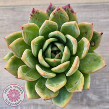Load image into Gallery viewer, Echeveria 'Bloody Champagne'