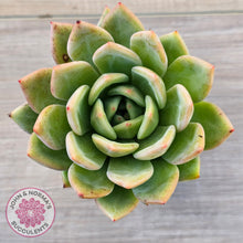 Load image into Gallery viewer, Echeveria 'Bloody Champagne'