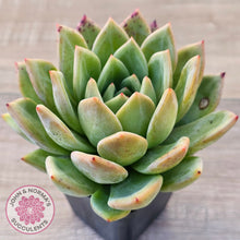 Load image into Gallery viewer, Echeveria 'Bloody Champagne'
