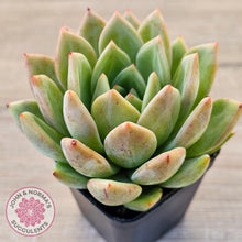 Load image into Gallery viewer, Echeveria 'Bloody Champagne'