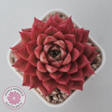 Load image into Gallery viewer, Echeveria 'Bloody Conch'