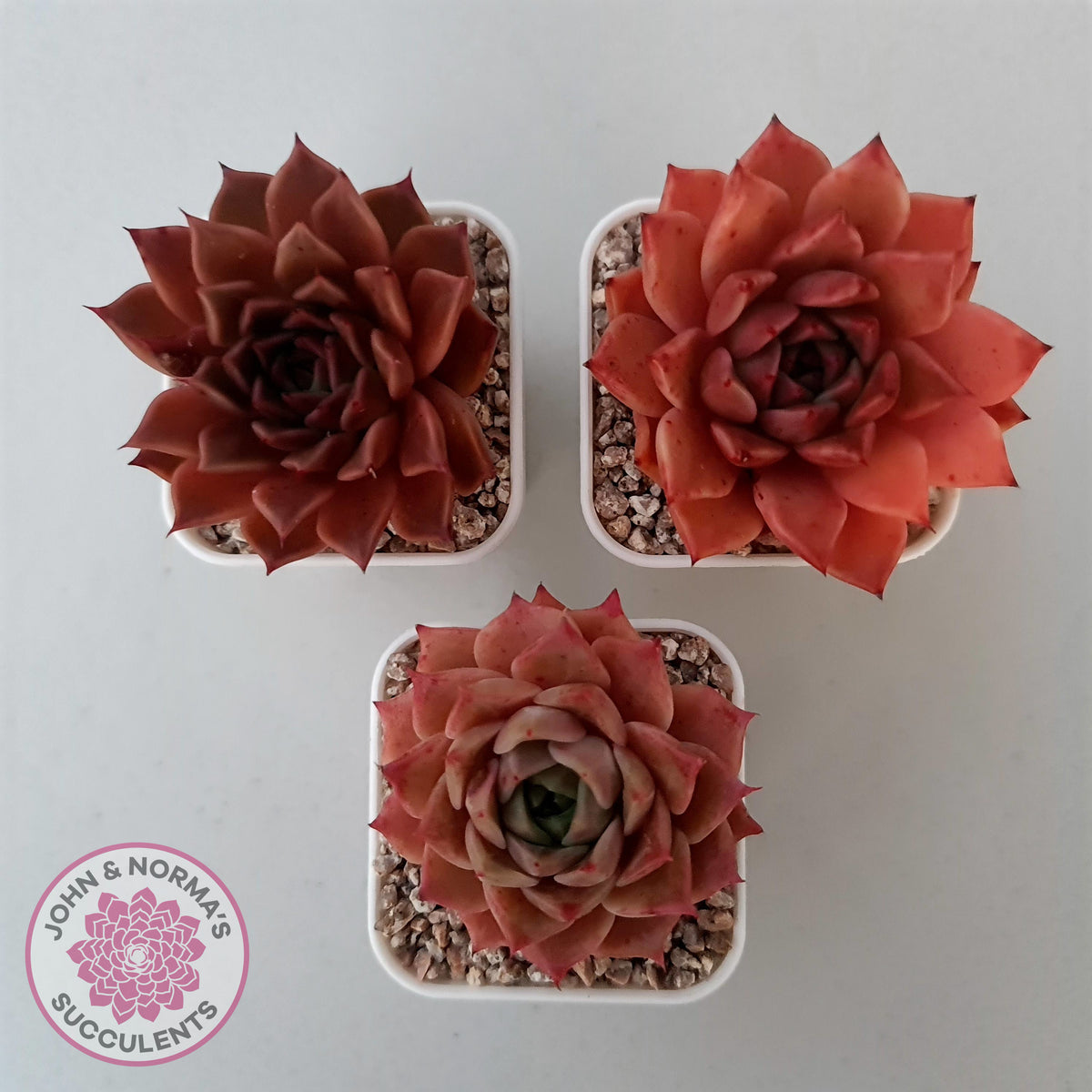 Echeveria 'Bloody Conch'