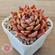 Load image into Gallery viewer, Echeveria 'Bloody Conch'