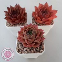 Load image into Gallery viewer, Echeveria 'Bloody Conch'