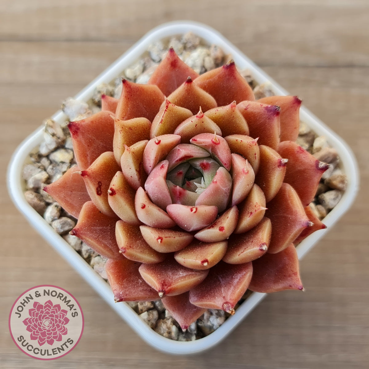 Echeveria 'Bloody Conch'