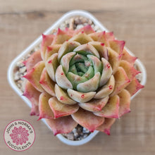 Load image into Gallery viewer, Echeveria 'Bloody Conch'