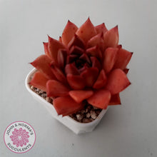 Load image into Gallery viewer, Echeveria 'Bloody Conch'