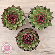 Load image into Gallery viewer, Echeveria 'Bloody Maria'