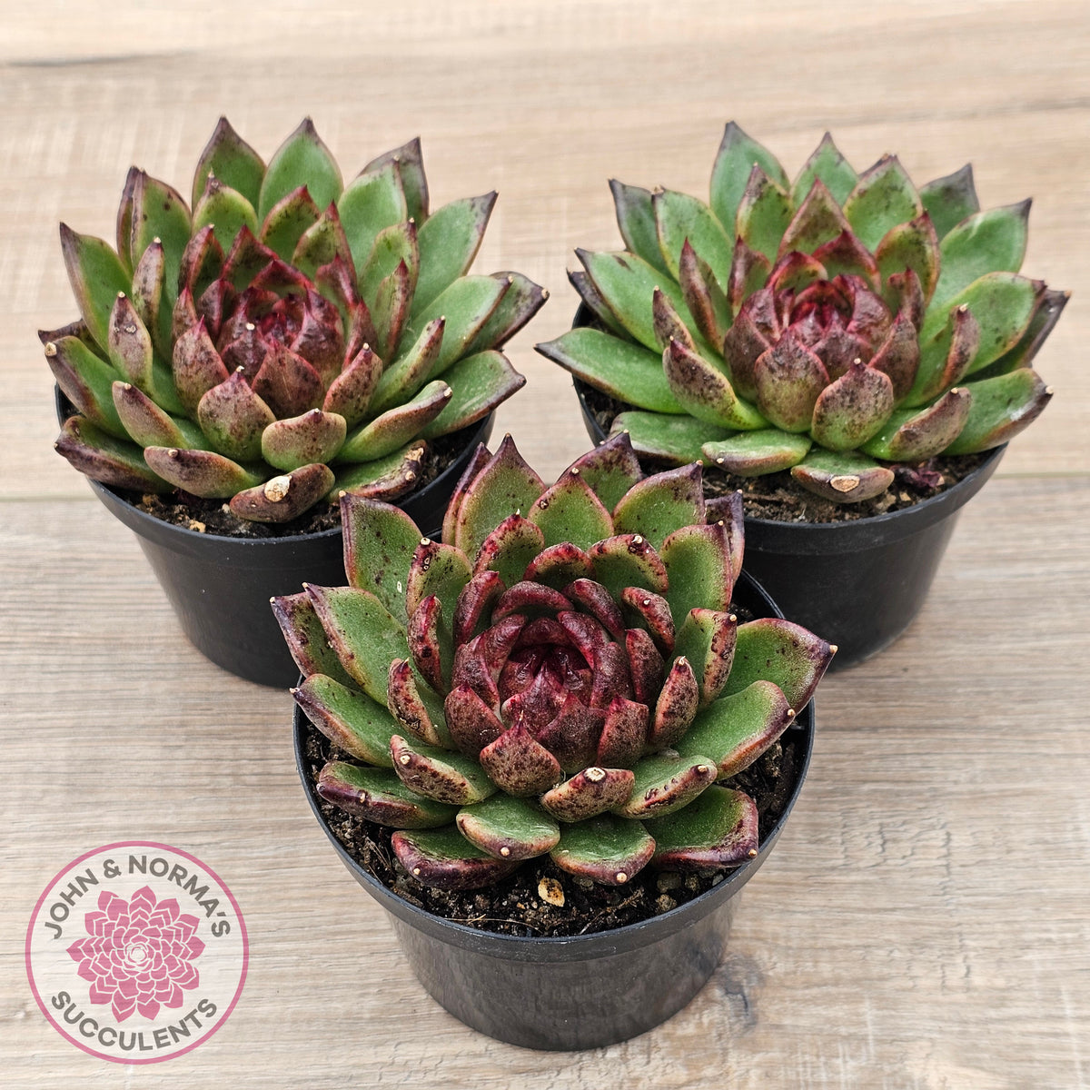 Echeveria 'Bloody Maria'