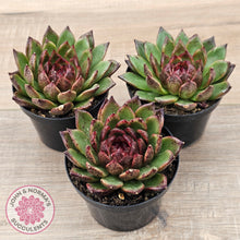 Load image into Gallery viewer, Echeveria 'Bloody Maria'