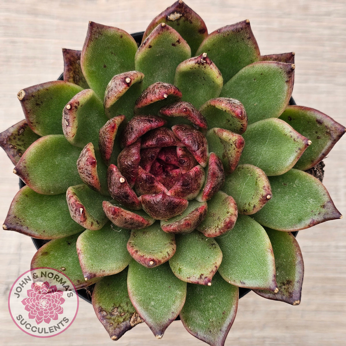 Echeveria 'Bloody Maria'