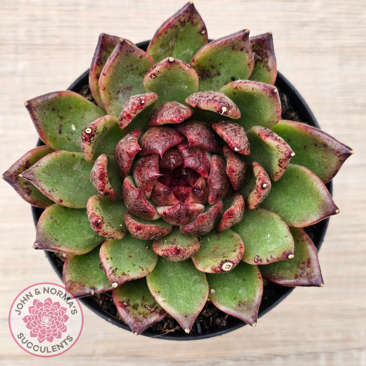 Echeveria 'Bloody Maria'