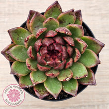 Load image into Gallery viewer, Echeveria 'Bloody Maria'