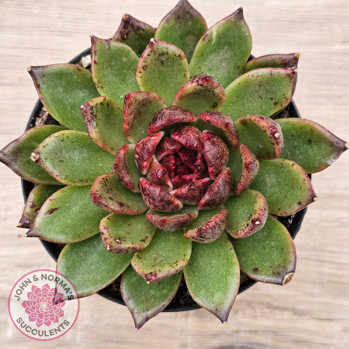 Echeveria 'Bloody Maria'