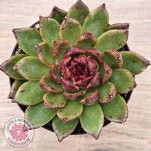 Load image into Gallery viewer, Echeveria 'Bloody Maria'